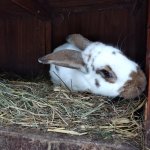 phoca_thumb_m_krteci a zvtka 4 Fotogalerie
